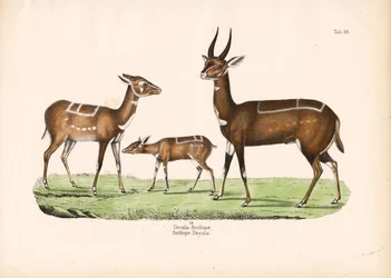 Bushbuck avec jeune