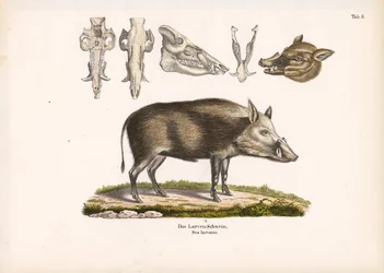 Bushpig avec vue sur le crâne