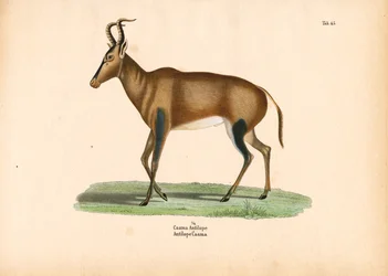 Antilope Caama