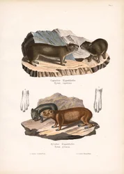 Hyrax du Cap et de Syrie