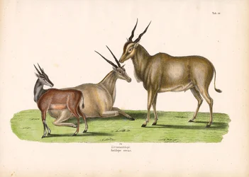Eland commun