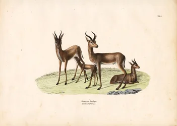 Gazelle commune dans le groupe familial