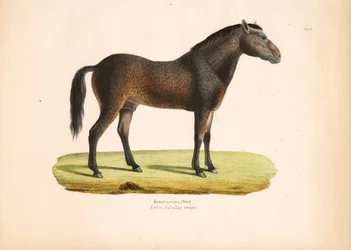 Cheval à poil frisé
