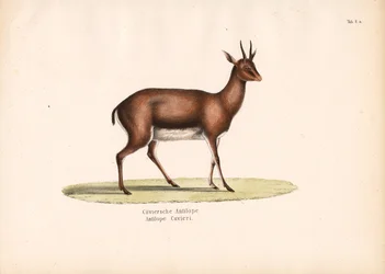 Profil de la gazelle de Cuvier
