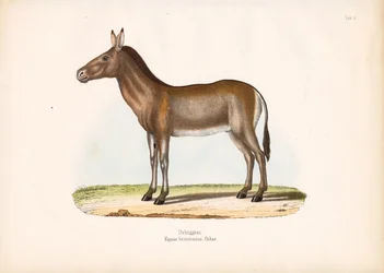 Dziggetai ou âne sauvage de Mongolie