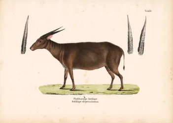 Antilope à cornes plates