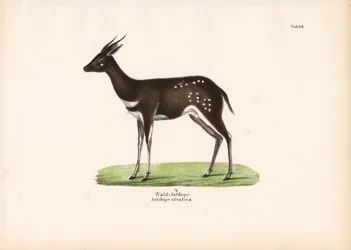 Antilope de forêt