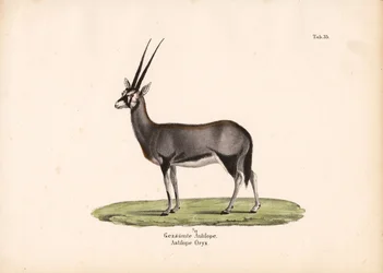 Gemsbok ou Oryx d