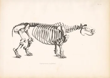 Anatomie du squelette de l