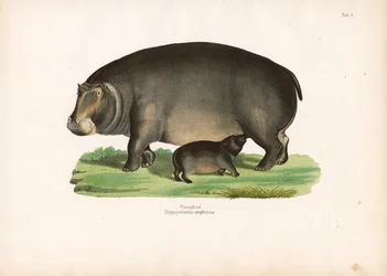 Hippopotame avec veau