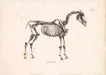 Squelette de cheval