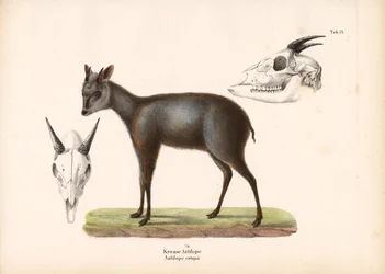 Impala avec représentations de crânes
