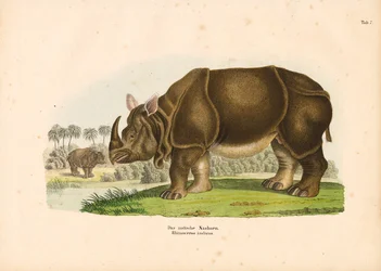 Rhinocéros indien