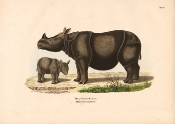 Rhinocéros de Java et son veau