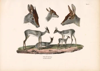 Klipspringer avec études de portraits
