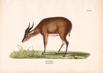Antilope Kob