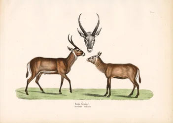 Antilope de Koba