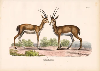 Antilope à longues cornes dans un paysage de savane
