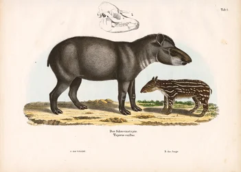 Tapir de plaine avec juvénile