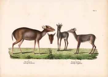 Céphalophe de Maxwell et antilope royale
