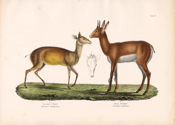 Antilope du Natal et antilope de montagne