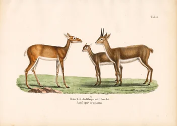 Antilopes Oribi en famille