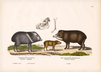 Pécaris avec jeunes et anatomie du crâne