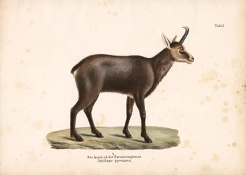 Chamois des Pyrénées ou Isard