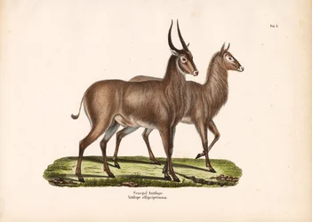 Antilope du Sénégal