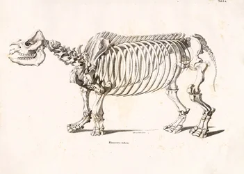 Squelette du rhinocéros indien