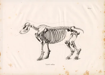 Squelette du tapir des plaines