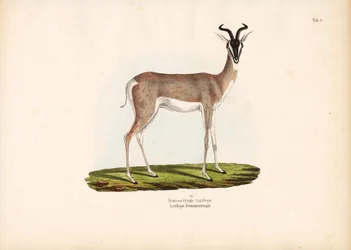 Gazelle de Soemmerring