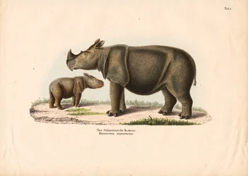 Rhinocéros de Sumatra et son veau