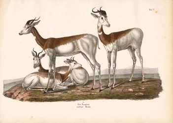 La gazelle Nanguer ou Dama