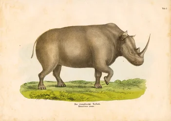Le rhinocéros à lèvres carrées