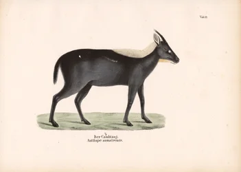 Le serow de Sumatra