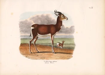 Antilope à cercle blanc