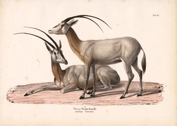 Oryx blanc
