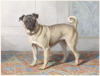 Portrait du carlin d