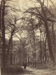 Scène de Forêt