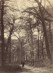 Scène de forêt, vers 1865