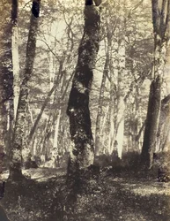 Étude dans la forêt de Barbizon, 1860-69