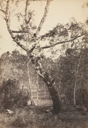 Étude d
