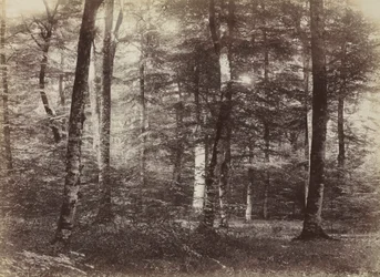 Sans titre (La forêt de Fontainebleau)