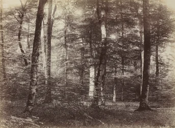 Sans titre La forêt de Fontainebleau, c. 1874