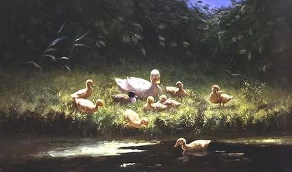 Canetons au bord de la rivière