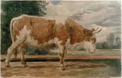 Vache de profil