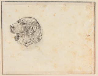 Tête de chien