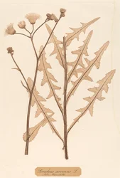 Sonchus arvensis