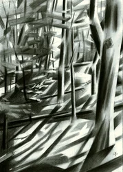 Ombres abstraites de la forêt